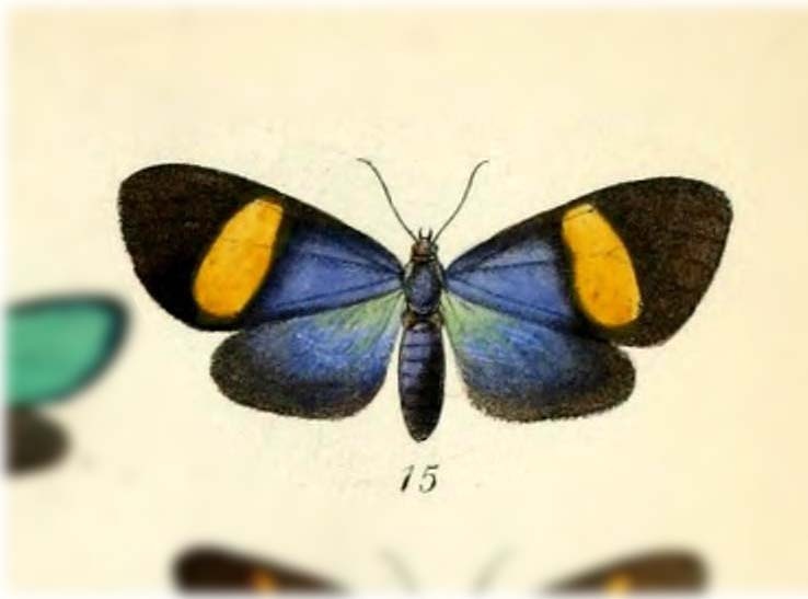 Sagaropsis imperialis