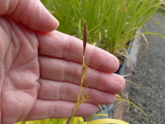Carex oshimensis