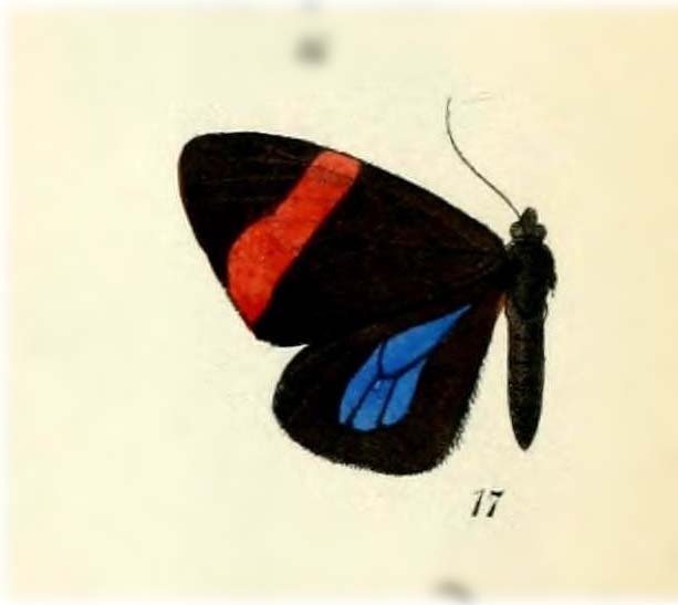 Hagnagora buckleyi