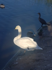 Cygnus olor × cygnus