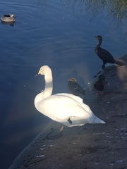 Cygnus olor × cygnus