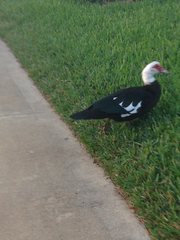 Cairina moschata domestica