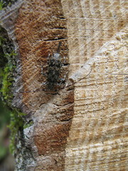 Aegomorphus modestus