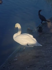 Cygnus olor × cygnus