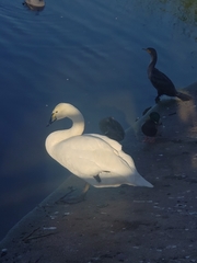 Cygnus olor × cygnus