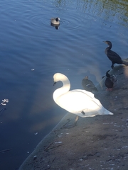 Cygnus olor × cygnus