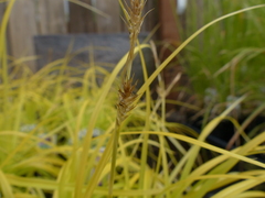 Carex oshimensis