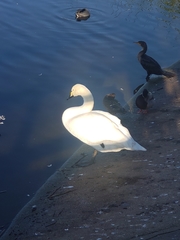 Cygnus olor × cygnus