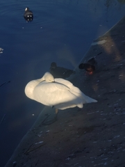 Cygnus olor × cygnus