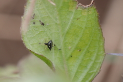 Theridula gonygaster