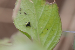 Theridula gonygaster