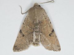 Orthosia behrensiana