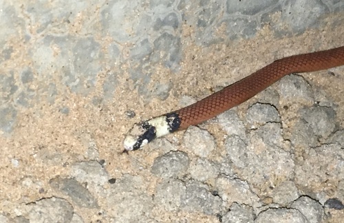 Reinhardt's Burrowing Snake