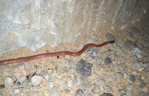 Reinhardt's Burrowing Snake