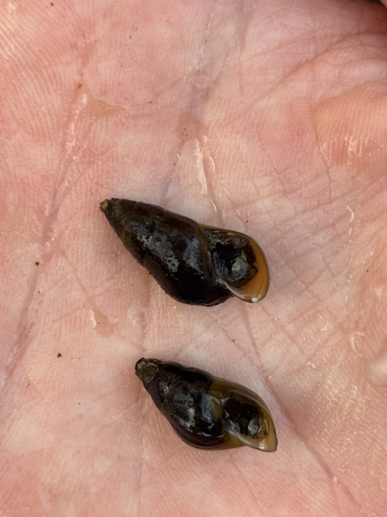 Cahaba Elimia