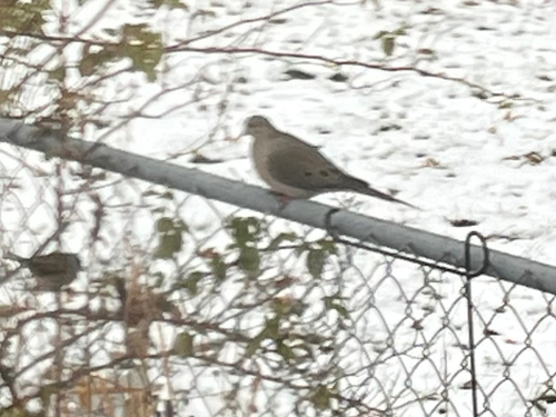 Mourning Dove