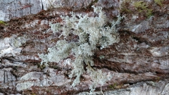 Sphaerophorus globosus