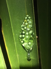 Centrolenidae