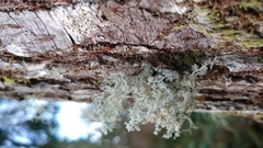 Sphaerophorus globosus