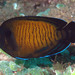Brown Pygmy Angelfish - Photo (c) FishWise Professional, some rights reserved (CC BY-NC-SA)