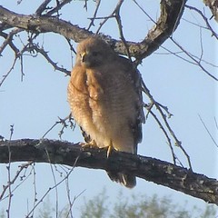 Buteo lineatus