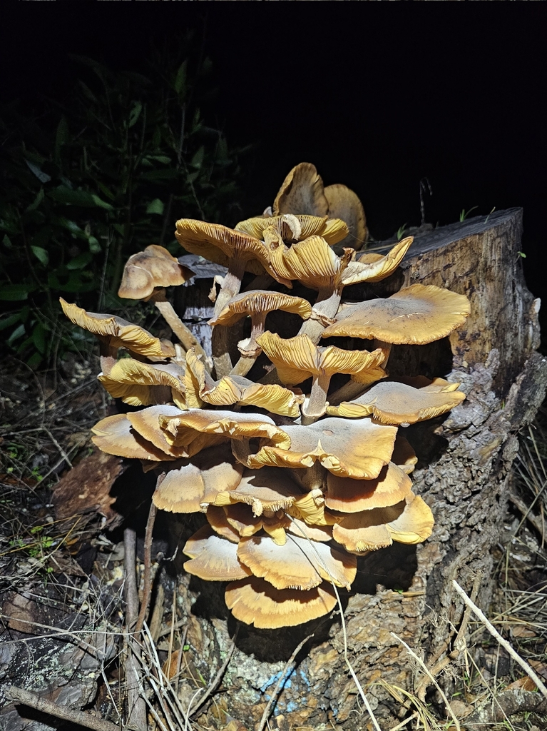Armillaria mellea · November 2025 · photo: © isaac_krone (iNaturalist, cc-by)