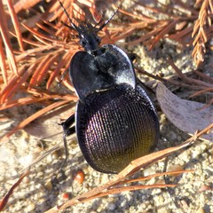 Scaphinotus elevatus
