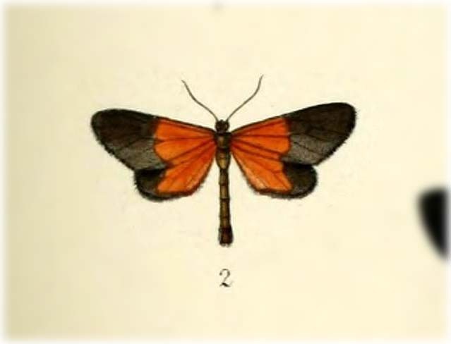 Eudule herona
