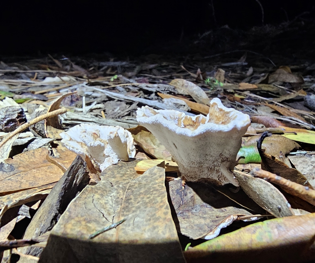 Abortiporus biennis · November 2025 · photo: © isaac_krone (iNaturalist, cc-by)