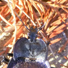Scaphinotus elevatus