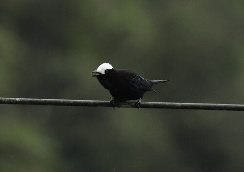 White-capped Tanager (Sericossypha albocristata), photo 10