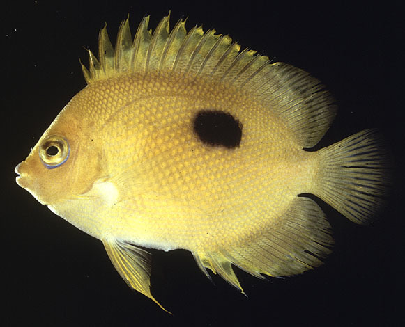 Centropyge narcosis