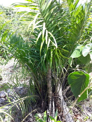 Bactris plumeriana