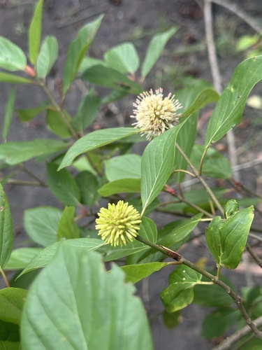 Mitragyna inermis