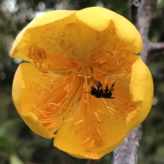 Cochlospermum