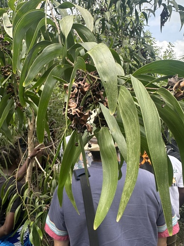 Earpod Wattle