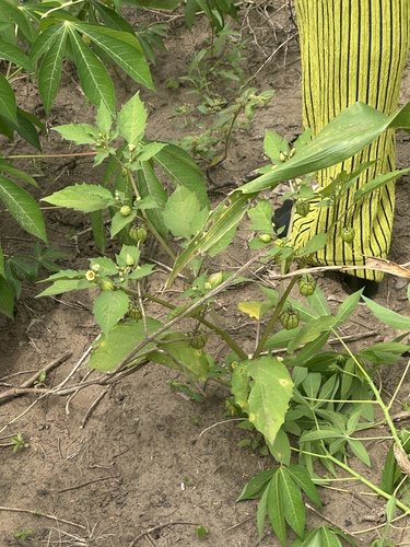 cutleaf groundcherry