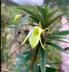 Siphocampylus lucidus