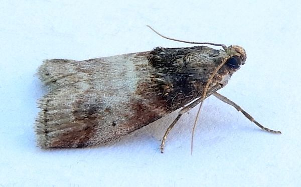 Acrobasis aurorella
