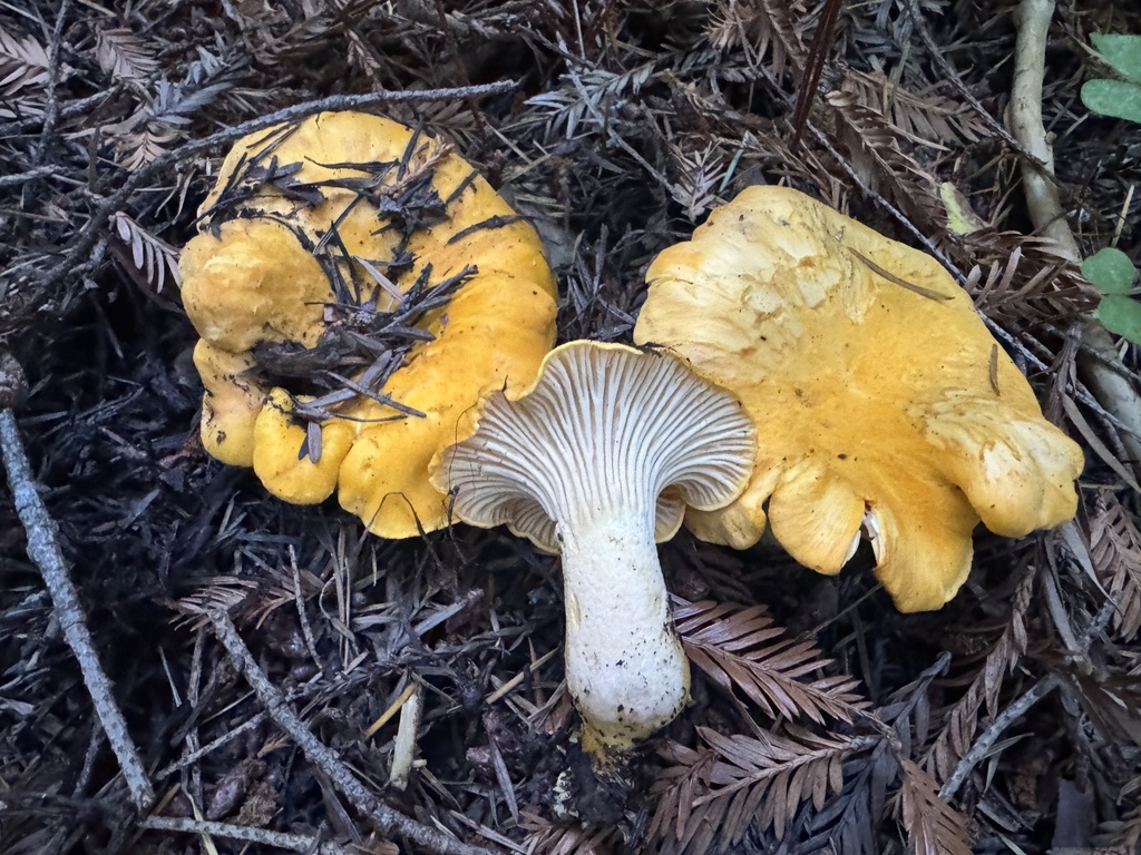 Cantharellus cascadensis