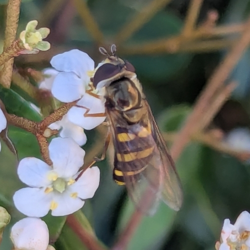 Unknown species found near Hutchinson Island, Savannah, GA, USA