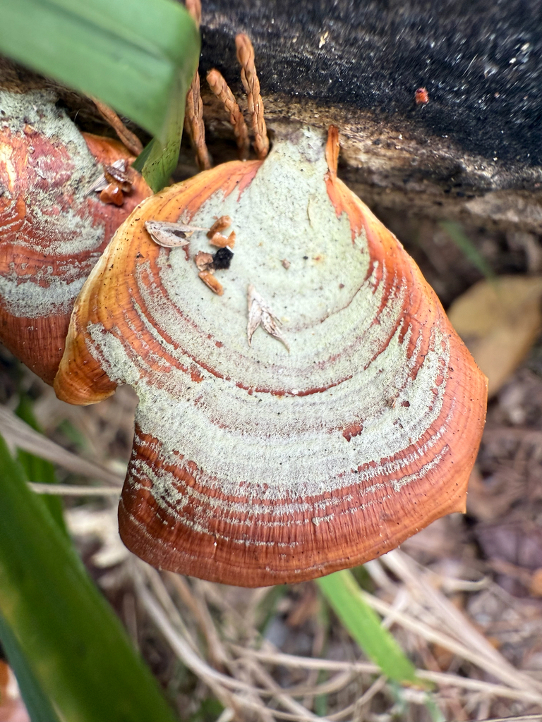 Stereum lobatum · November 2025 · photo: © melissameadows (iNaturalist, cc-by)