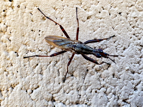 Unknown species found near Pencil Leaf Pl, Tucson, AZ, US