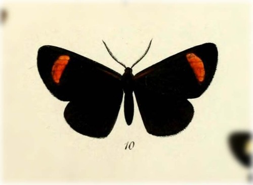 Sangalopsis altera