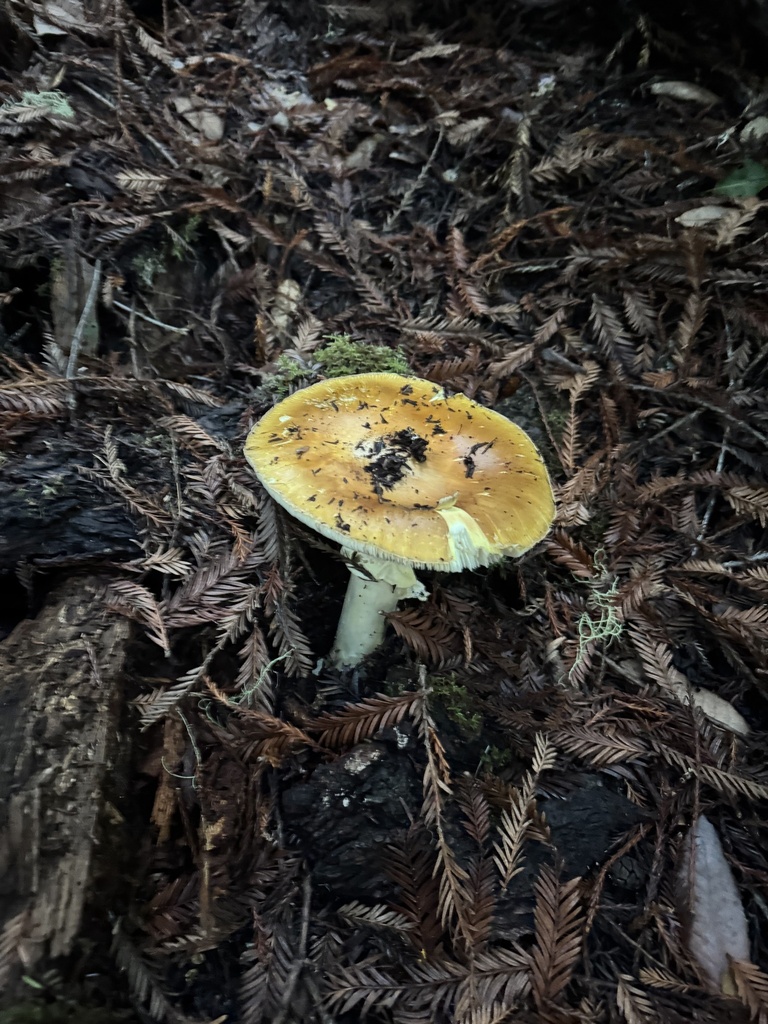 Amanita calyptroderma · November 2025 · photo: © travis566 (iNaturalist, cc-by)