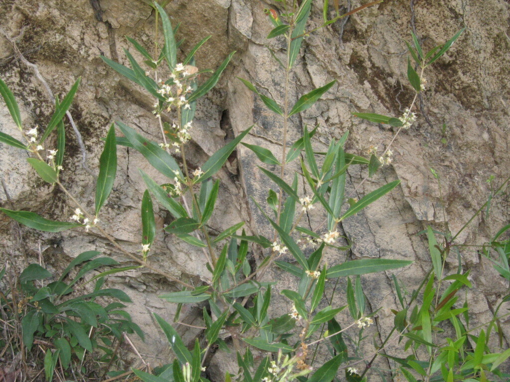 Phillyrea angustifolia, Chavães, Tabuaço, 5120, Portugal