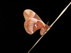 Callosamia angulifera