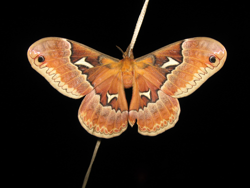 Tulip-tree Silkmoth