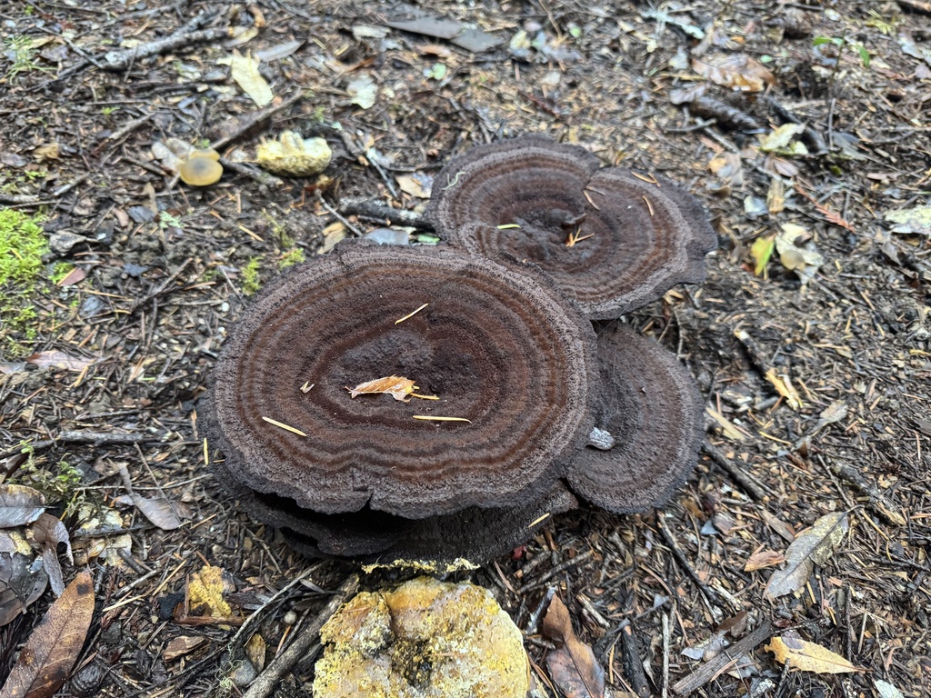Phaeolus hispidoides · November 2025 · photo: © travis566 (iNaturalist, cc-by)