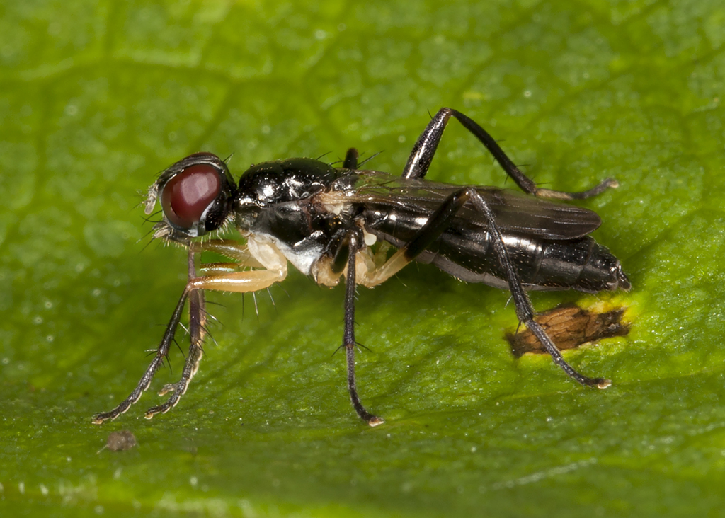 Cordilura varipes